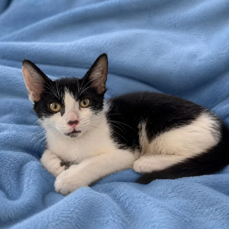 A baby small-sized male Domestic Short Hair cat named Remy for adoption in Tucson, AZ
