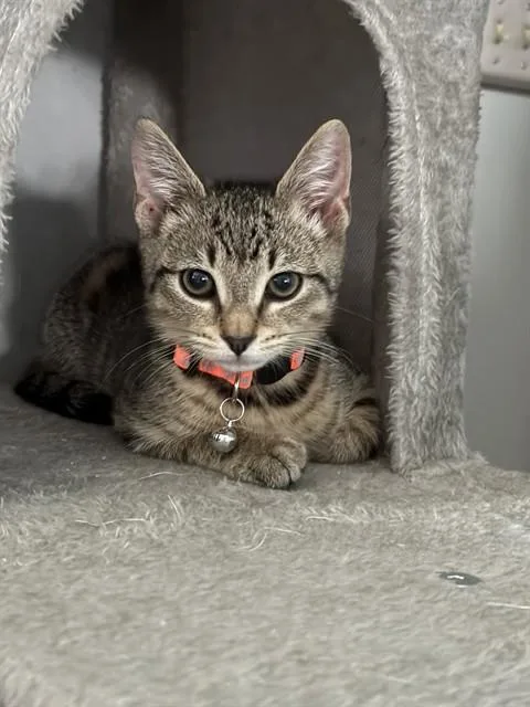A baby small-sized male Domestic Short Hair cat named Kane for adoption in Westminster, MD