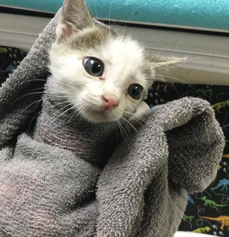 A baby small-sized female Domestic Short Hair cat named Needles for adoption in Riverside, CA