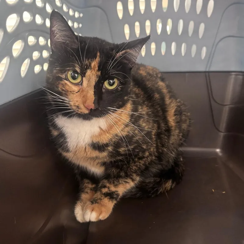 An adult medium-sized female White Domestic Short Hair cat named Boots for adoption in Indianapolis, IN