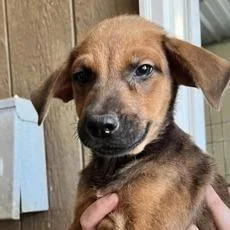 A baby small-sized male Yellow / Tan / Blond / Fawn Great Pyrenees dog named Silas for adoption in Briarcliff Manor, NY