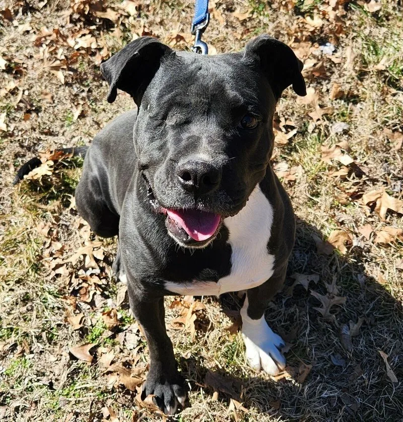 A young large-sized male Black Labrador Retriever dog named Kenny for adoption in Bartlesville, OK
