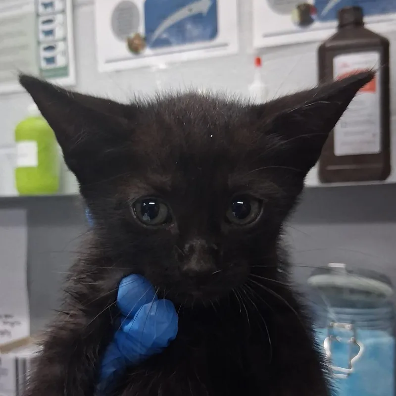 A baby small-sized female Black Domestic Short Hair cat named Chips for adoption in Summerville, SC
