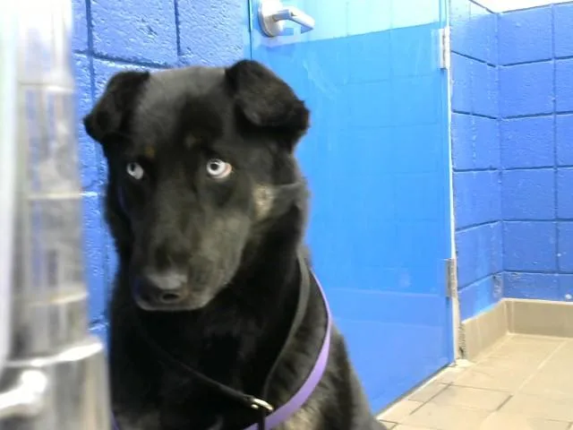 A young medium-sized female Australian Cattle Dog / Blue Heeler dog named Lulu for adoption in Albuquerque, NM