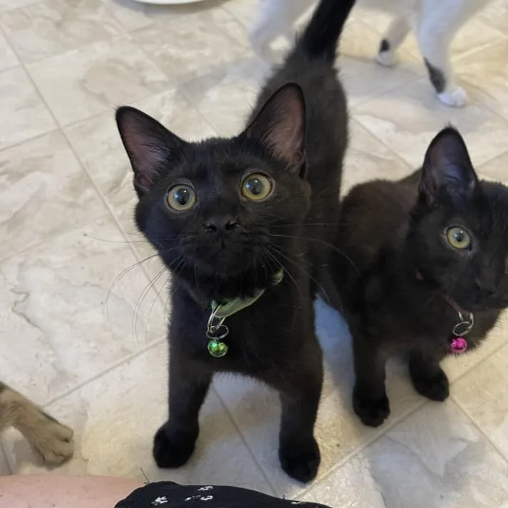 A baby small-sized female Black Domestic Short Hair cat named Parmesan Garlic for adoption in Las Vegas, NV