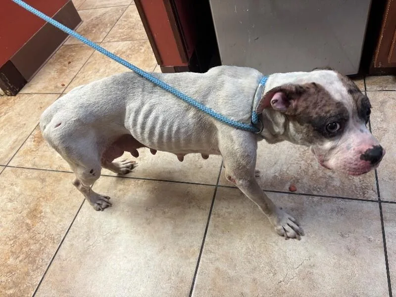 An adult medium-sized female White / Cream Mixed Breed dog named Aqua for adoption in Cincinnati, OH