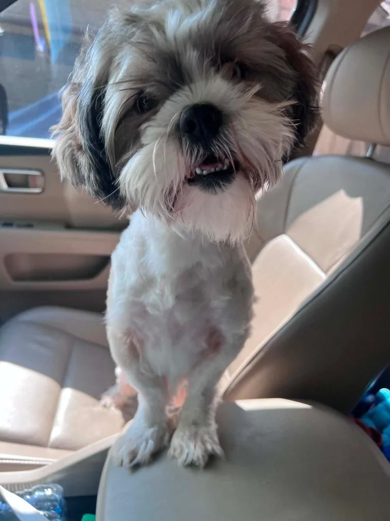 A young small-sized male Shih Tzu dog named Bosa Benito for adoption in CONROE, TX
