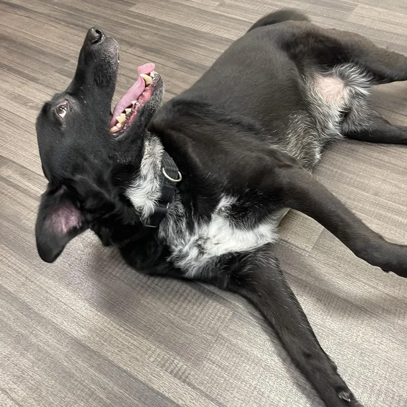 An adult large-sized male Black Mixed Breed dog named Poncho for adoption in Sarasota, FL