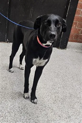 A young large-sized female Labrador Retriever dog named Astrid for adoption in Los Angeles, CA
