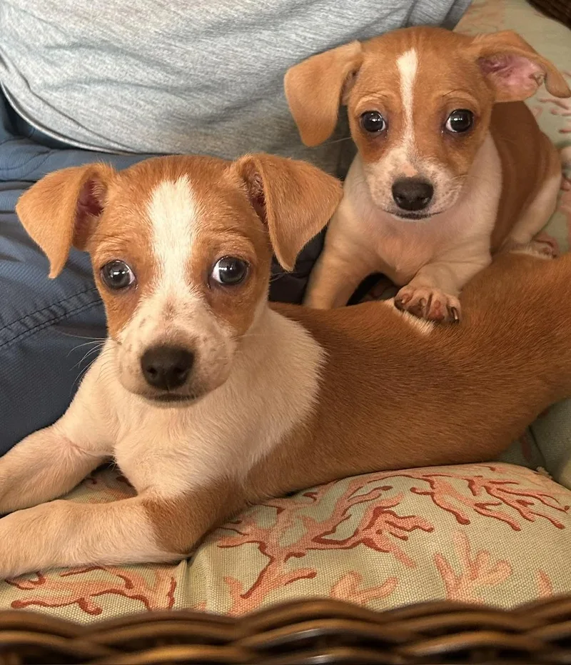 A baby small-sized male Chihuahua dog named Jonathan for adoption in Redwood City, CA