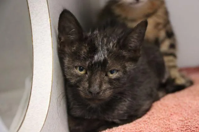 A baby small-sized female Domestic Short Hair cat named Aspen for adoption in Tucson, AZ
