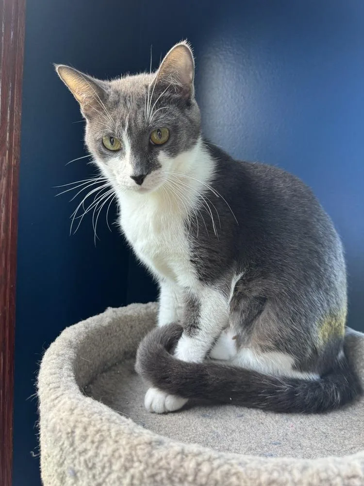 An adult medium-sized female Gray & White Domestic Short Hair cat named Calista for adoption in Clinton Township, MI