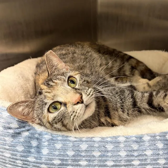 A young small-sized female Domestic Short Hair cat named Missy for adoption in Centerville, MA