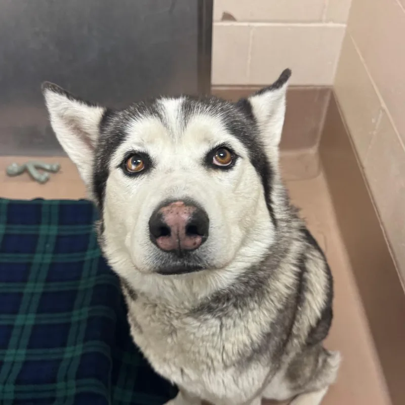 Konnichiwa thumbnail 2