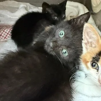 A baby small-sized male Domestic Short Hair cat named Lemon Drop for adoption in Cumming, GA