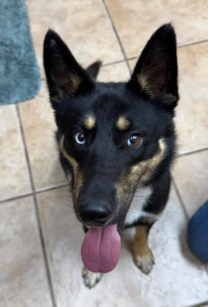 A young medium-sized male German Shepherd Dog dog named Kai for adoption in Claremore, OK