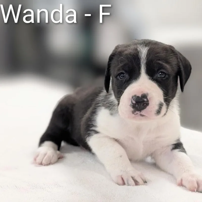 A baby large-sized female Brindle Great Pyrenees dog named Wanda for adoption in Griswold, CT