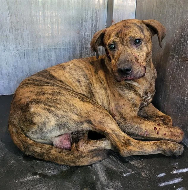 A young medium-sized male American Staffordshire Terrier dog named Roger for adoption in San Antonio, TX