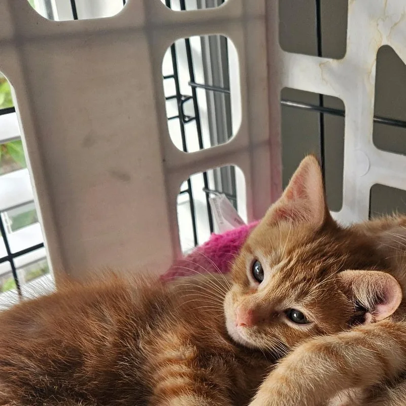 A baby small-sized male Orange / Red Domestic Short Hair cat named Freddie for adoption in Newport, NC