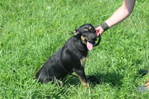 A baby medium-sized female Mixed Breed dog named Scrappy for adoption in Cleveland, TN