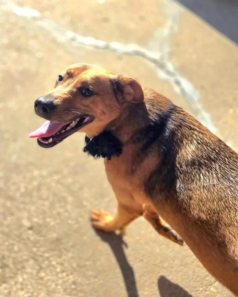 A young medium-sized female German Shepherd Dog dog named Bella for adoption in Manhattan, KS