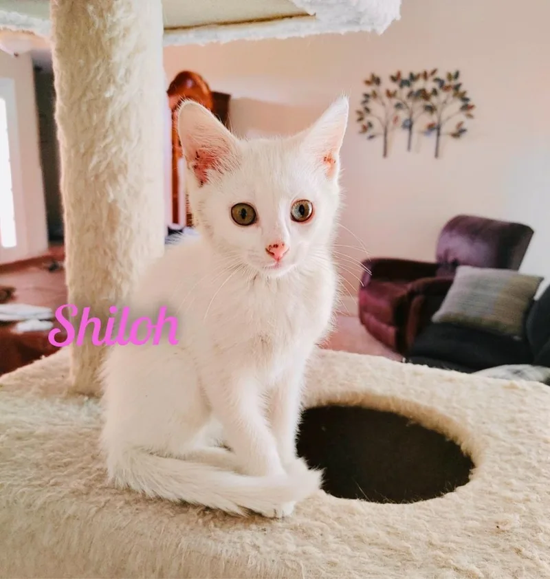 An adult medium-sized female White Domestic Short Hair cat named Shilohkk for adoption in White Bluff, TN
