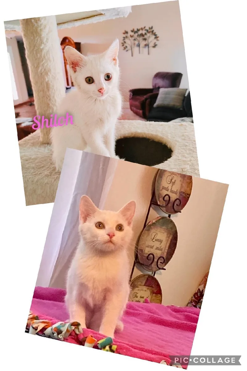 Shilohkk thumbnail 2