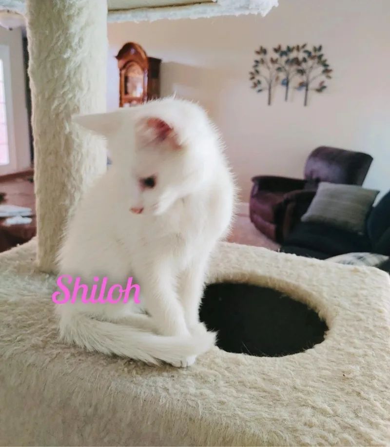 Shilohkk thumbnail 3