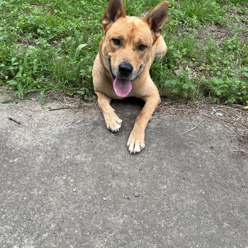 A young large-sized male Apricot / Beige Shepherd dog named Randy for adoption in Preston, CT