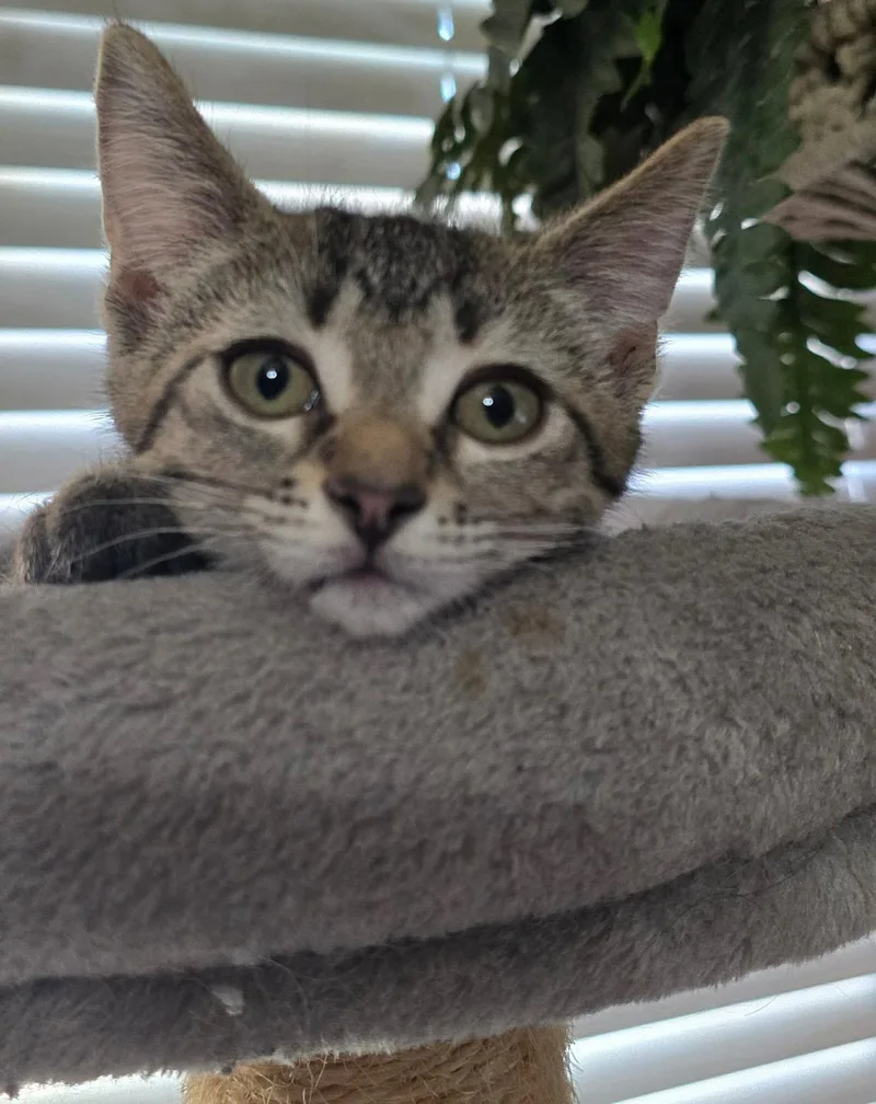 A baby medium-sized female Domestic Short Hair cat named Hot Pants for adoption in hinckley, IL