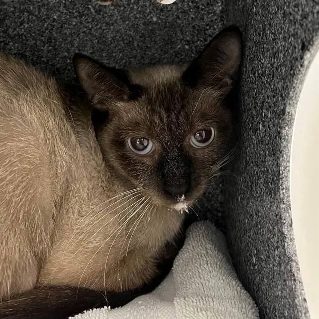 An adult medium-sized female Siamese cat named Cocoa for adoption in Naples, FL