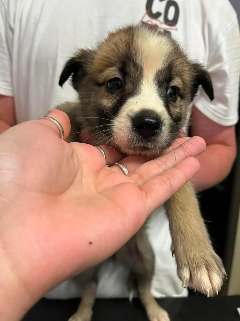 A baby medium-sized male Anatolian Shepherd dog named Orville Wright for adoption in New Braunfels, TX