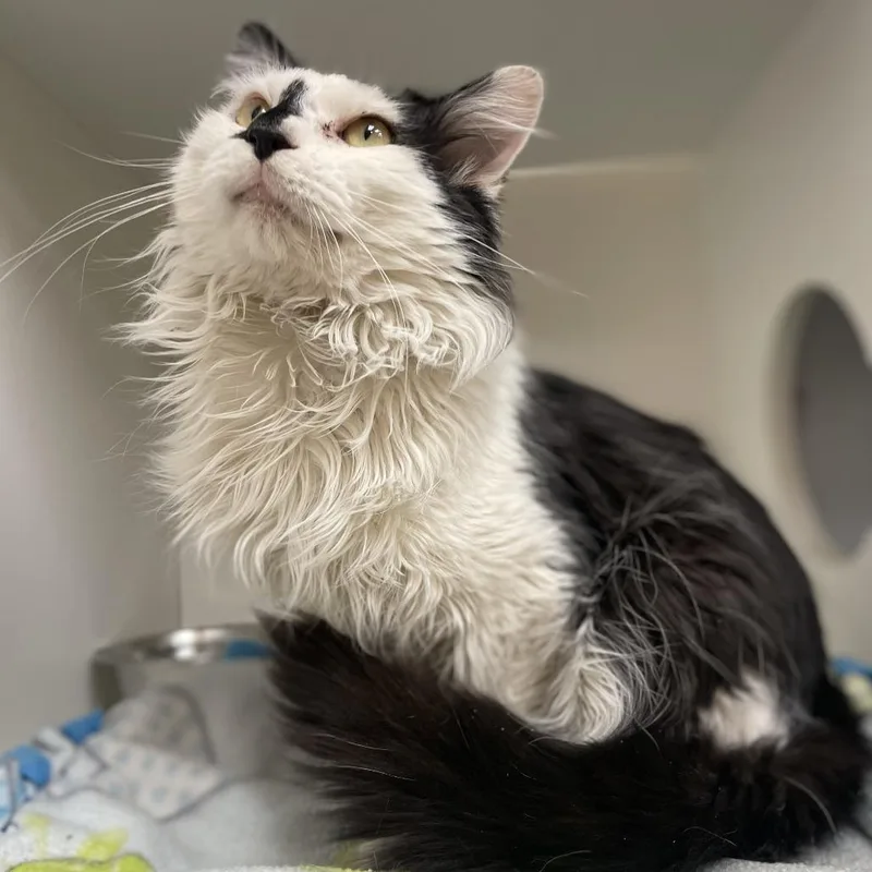 An adult medium-sized male White Domestic Medium Hair cat named Frank for adoption in Champaign, IL