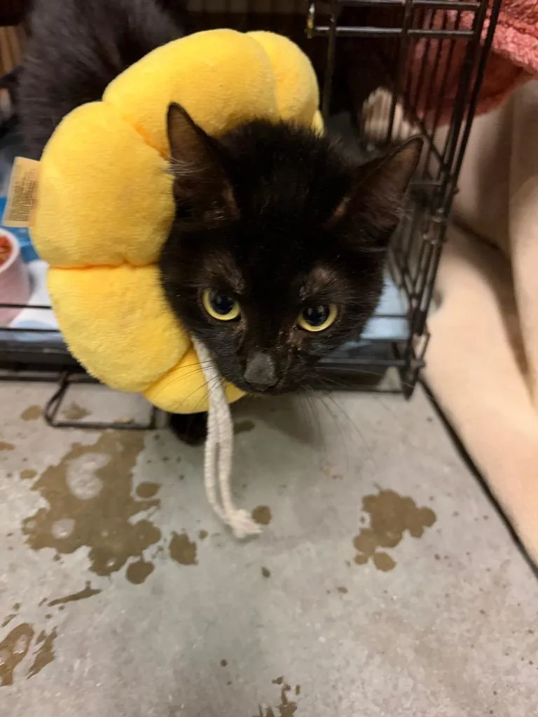 A young medium-sized female Domestic Short Hair cat named Linguini for adoption in Wintersville, OH