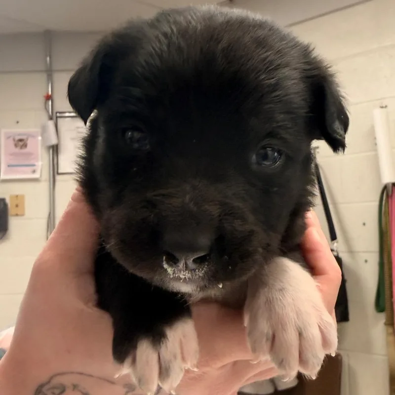 A baby medium-sized male Black Labrador Retriever dog named Cirrus for adoption in Evansville, IN