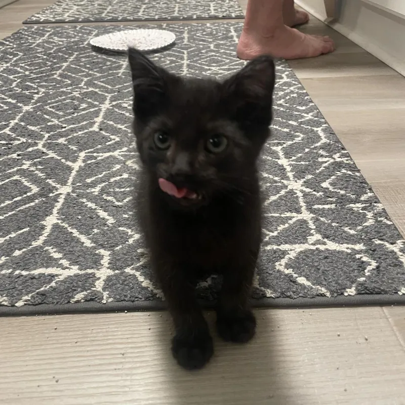 A baby small-sized male Black Domestic Short Hair cat named Salem for adoption in Sarasota, FL