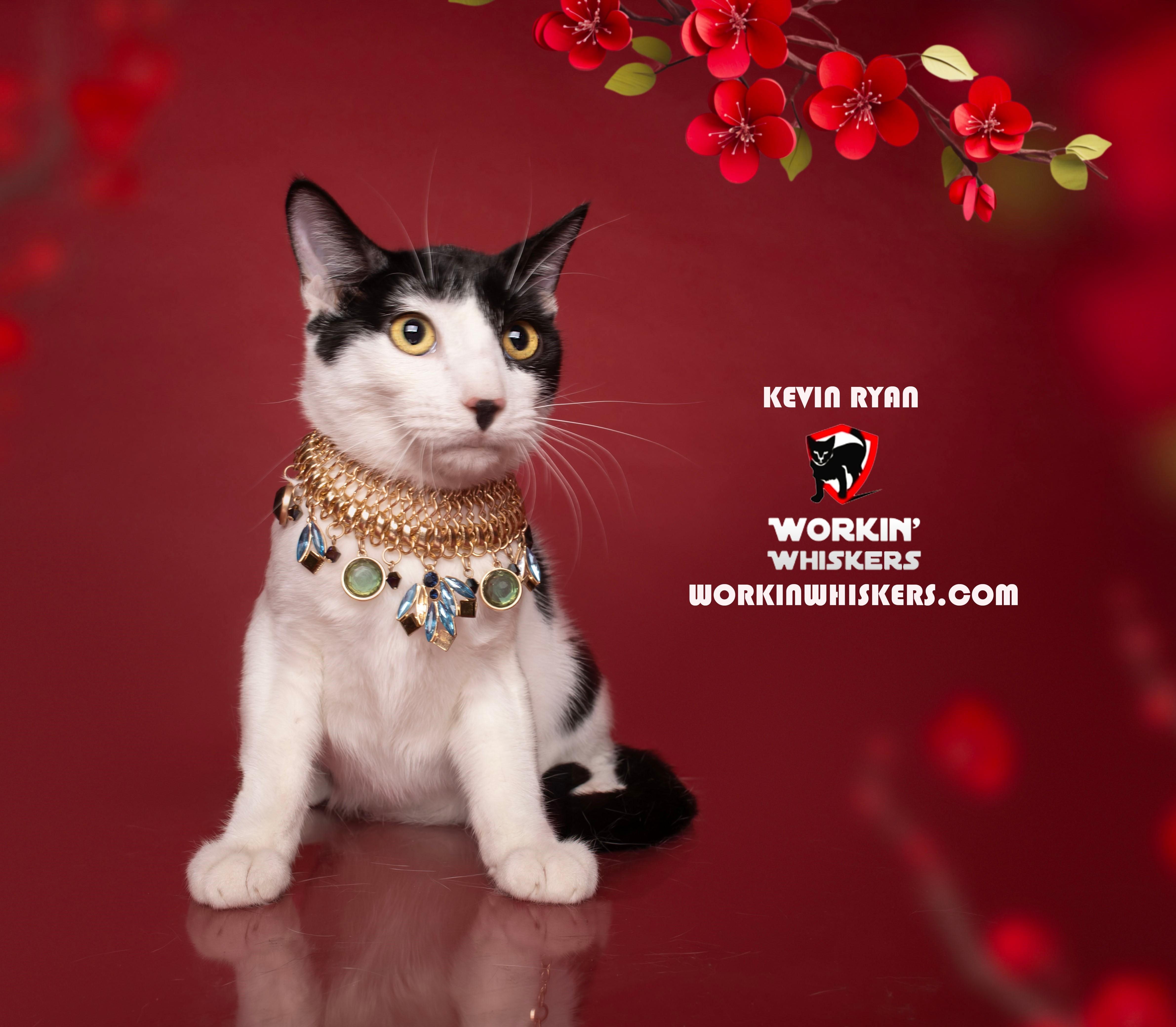 A young medium-sized male Black Domestic Short Hair cat named Kevin Ryan for adoption in HEMET, CA
