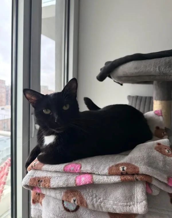 An adult medium-sized female Domestic Short Hair cat named Luna Makki for adoption in Ridgewood, NY