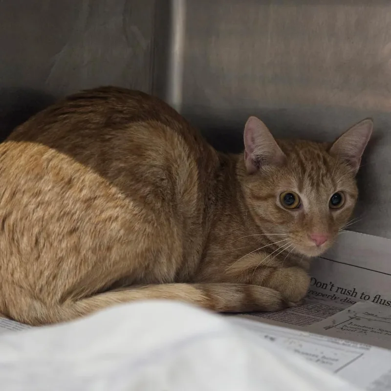 A young medium-sized male Orange / Red Domestic Short Hair cat named Quixote for adoption in Pauls Valley, OK