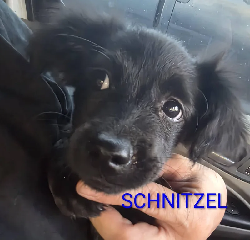 Schnitzel