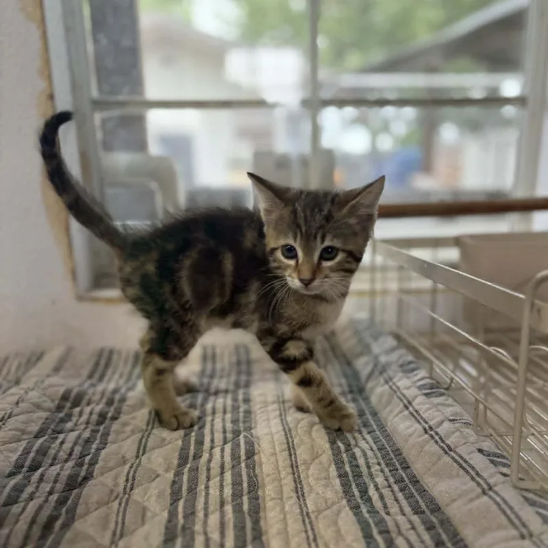 A baby small-sized female Gray / Blue / Silver Domestic Short Hair cat named Trix for adoption in Stephenville, TX