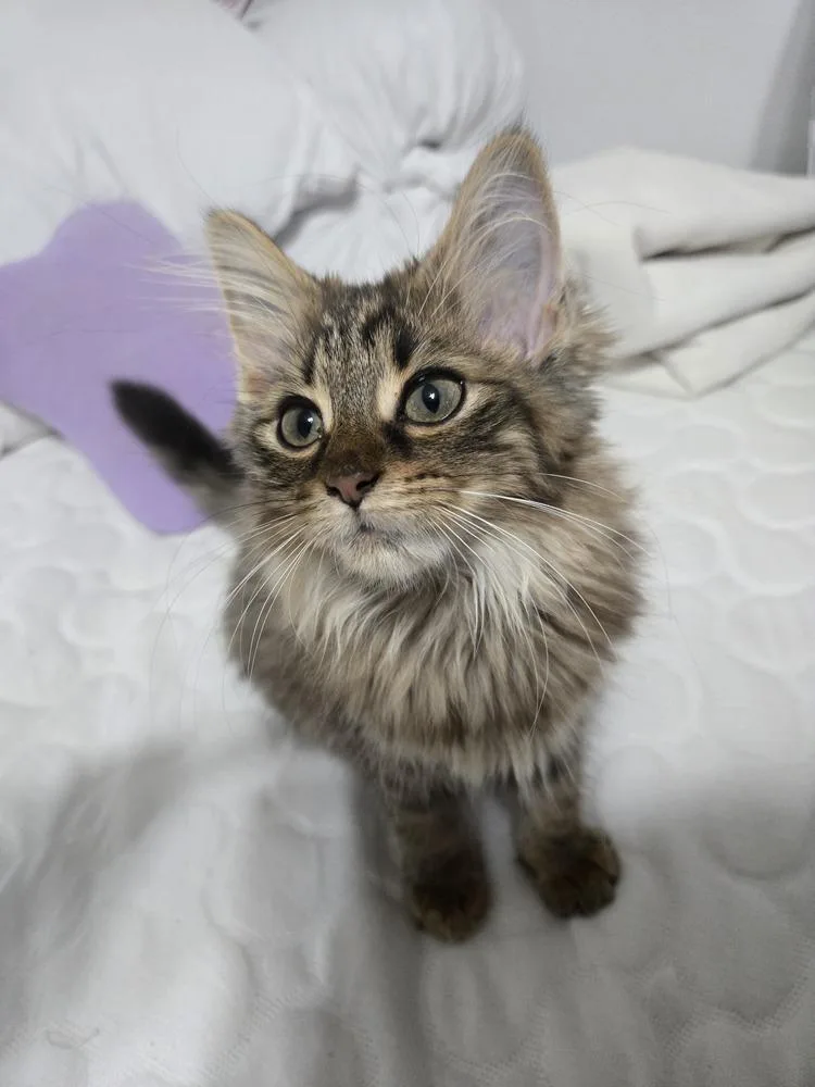 A baby small-sized female Buff & White Domestic Long Hair cat named Enola Marie for adoption in Chicago, IL
