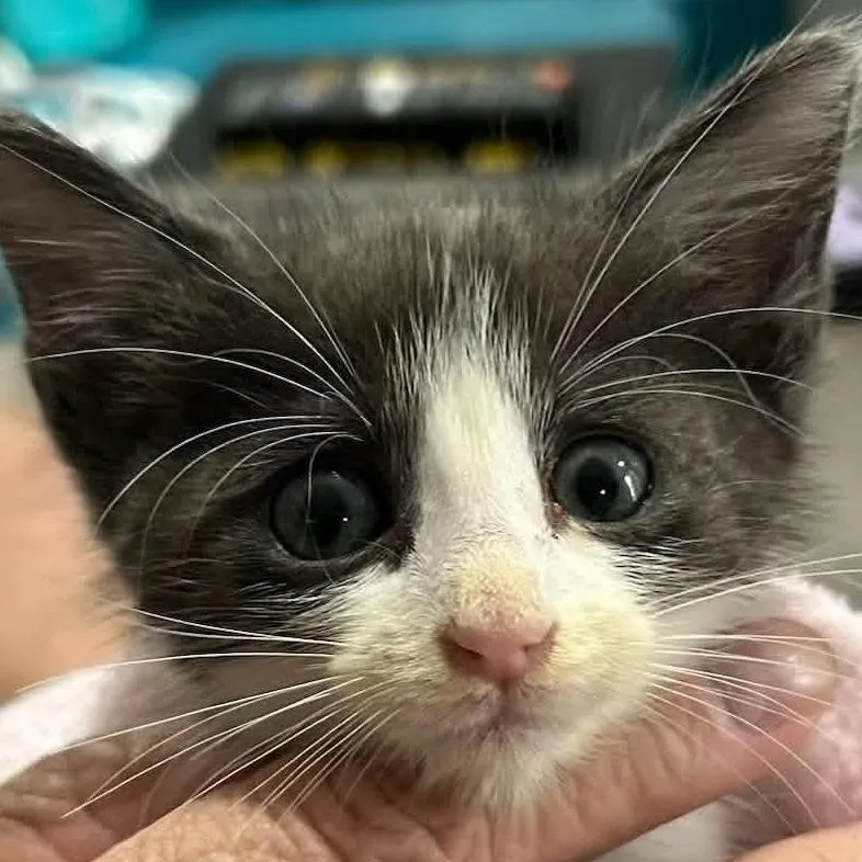 A baby small-sized male Gray / Blue / Silver Domestic Short Hair cat named Malcolm Merryweather for adoption in South Elgin, IL