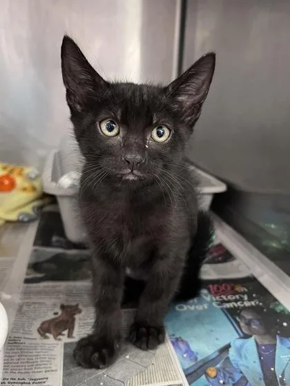 A baby small-sized male Domestic Short Hair cat named Bassoon for adoption in Houston, TX