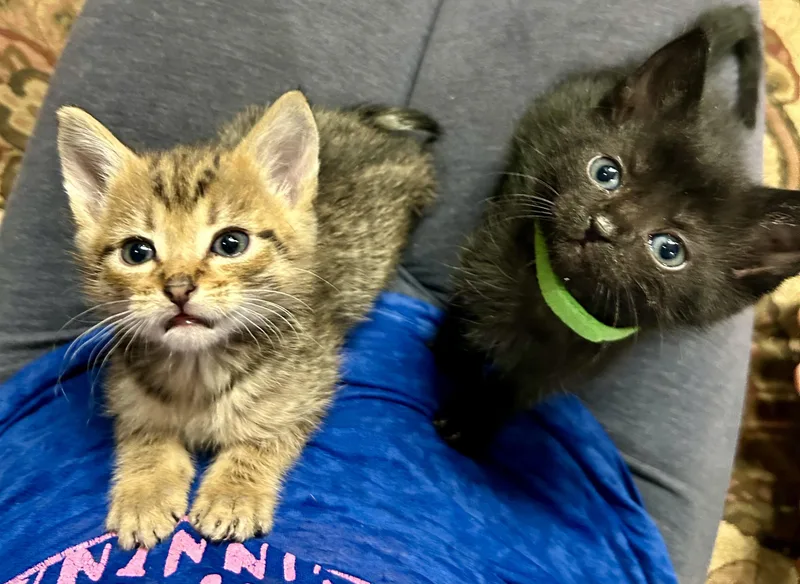 Monty Jack thumbnail 2