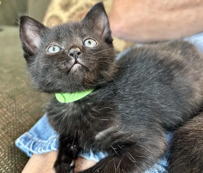 Monty Jack thumbnail 6