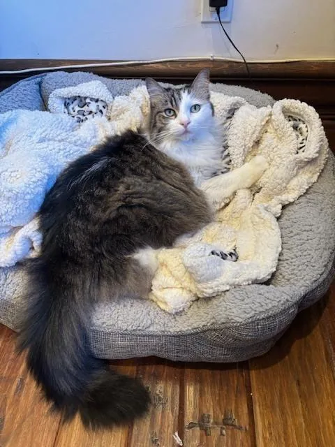 An adult large-sized male Gray & White Maine Coon cat named Benson for adoption in Long Beach, CA