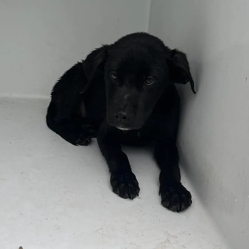 A baby small-sized male Black Mixed Breed dog named Cobalt for adoption in Chattanooga, TN