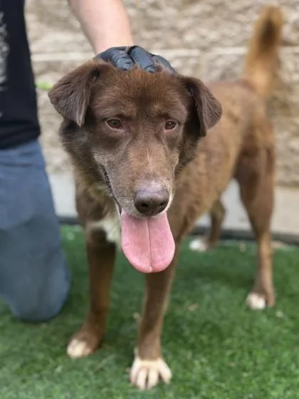 An adult large-sized female Australian Shepherd dog named Caramel Cream McFlurry for adoption in El Paso, TX