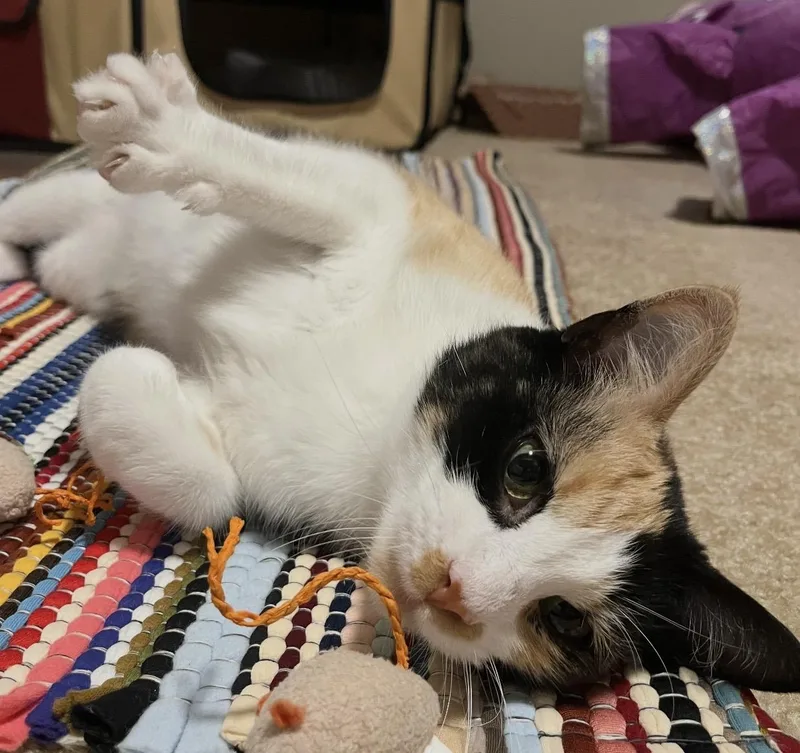 An adult medium-sized female Calico Domestic Short Hair cat named Melody for adoption in Port Washington, WI